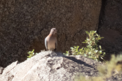 Streptopelia senegalensis