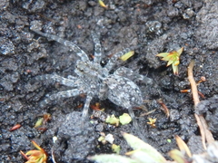Lycosidae