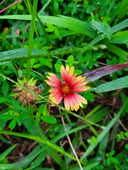 Gaillardia pulchella