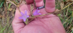 Campanula rapunculoides