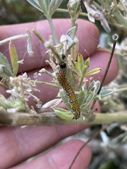 Uresiphita reversalis