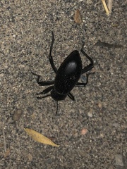 Tenebrionidae