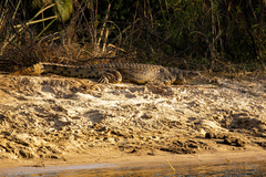 Crocodylus niloticus
