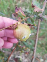 Andricus quercustozae