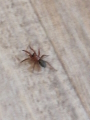 Scotophaeus blackwalli