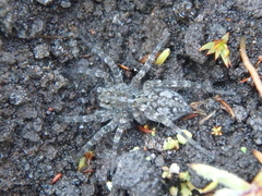 Lycosidae