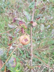 Andricus quercustozae