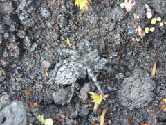 Lycosidae