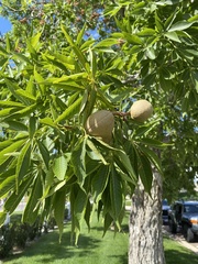 Aesculus glabra