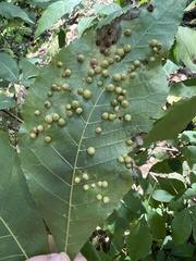 Caryomyia