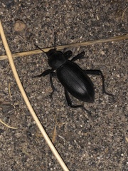 Eleodes armata
