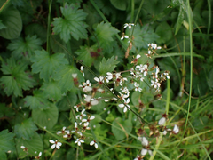 Boykinia occidentalis