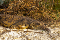 Crocodylus niloticus