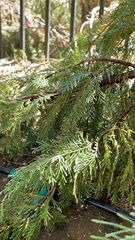 Chamaecyparis lawsoniana