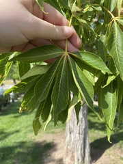 Aesculus glabra