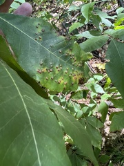 Caryomyia