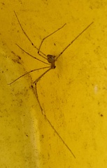 Crossopriza lyoni