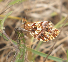 Boloria dia