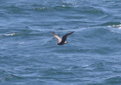 Charadriiformes