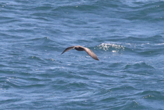 Charadriiformes