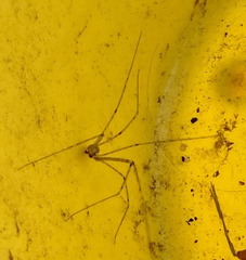Crossopriza lyoni