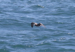 Charadriiformes