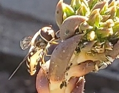 Eupeodes volucris