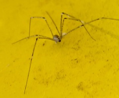 Crossopriza lyoni