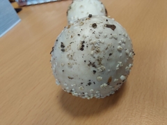 Amanita echinocephala