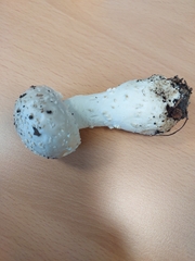 Amanita echinocephala