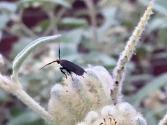 Coleophora mayrella