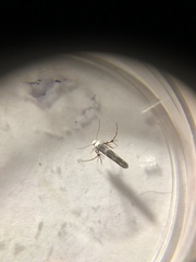 Stathmopoda