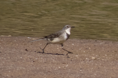 Motacilla capensis capensis