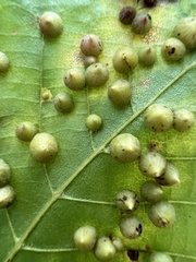 Caryomyia
