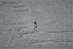 Motacilla maderaspatensis