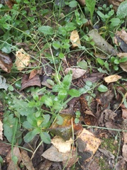 Cerastium holosteoides