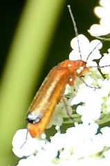 Rhagonycha fulva