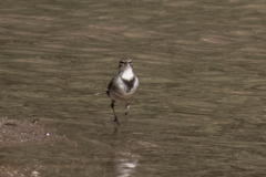 Motacilla capensis capensis