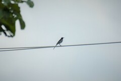 Motacilla maderaspatensis