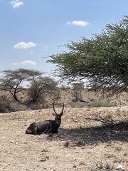 Kobus ellipsiprymnus