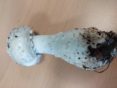 Amanita echinocephala