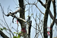 Motacilla maderaspatensis