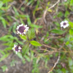 Lantana achyranthifolia