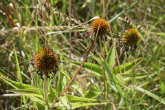Echinacea purpurea