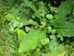 Lysichiton americanus