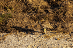 Burhinus vermiculatus