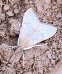 Uresiphita
