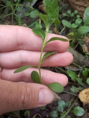 Cerastium holosteoides