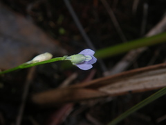 Utricularia uliginosa