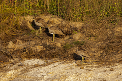Burhinus vermiculatus